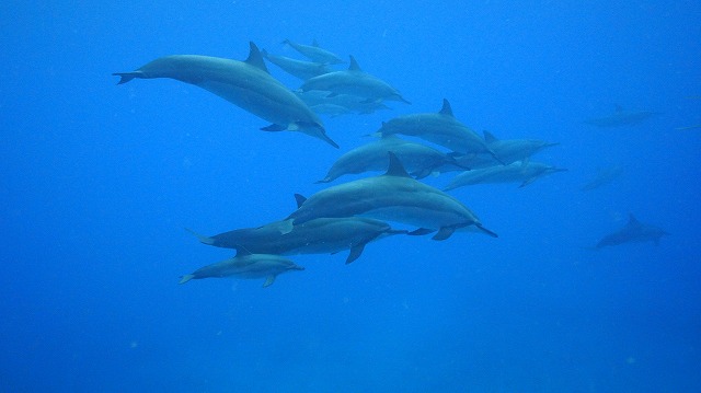 ハワイの旅行日記イルカと泳ぐ在夏威夷與海豚同游 日本語 中国語 Noraminの海外日記